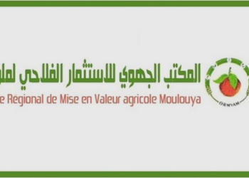 مباراة توظيف 04 مناصب بالمكتب الجهوي للاستثمار الفلاحي لملوية. آخر أجل هو 18 أكتوبر 2024 